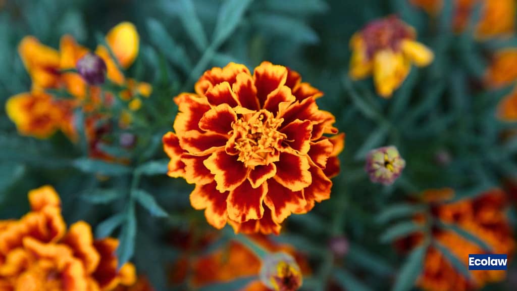 20 Best Balcony Plants to Grow in Pots 2 Marigold (Tagetes erecta)