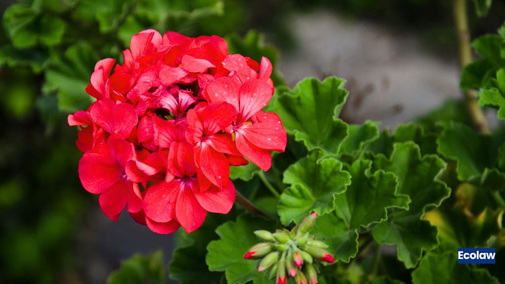 20 Best Balcony Plants to Grow in Pots 11 Geranium