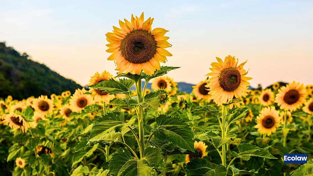 20 Best Balcony Plants to Grow in Pots 12 Sunflower