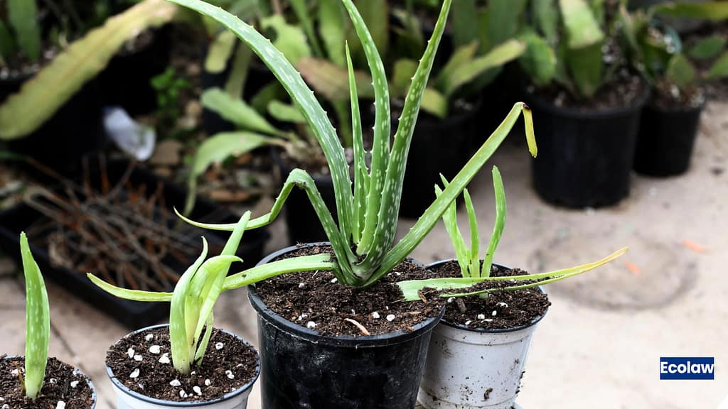 20 Best Balcony Plants to Grow in Pots 13 Aloe Vera