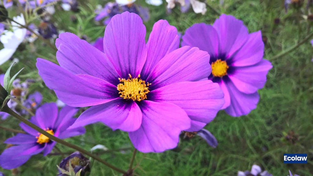 20 Best Balcony Plants to Grow in Pots 15 Cosmos (Cosmos bipinnatus)