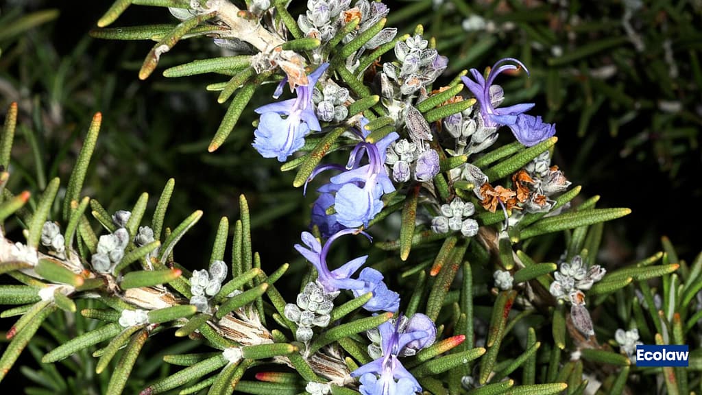 20 Best Balcony Plants to Grow in Pots 16 Rosemary (Salvia rosmarinus)