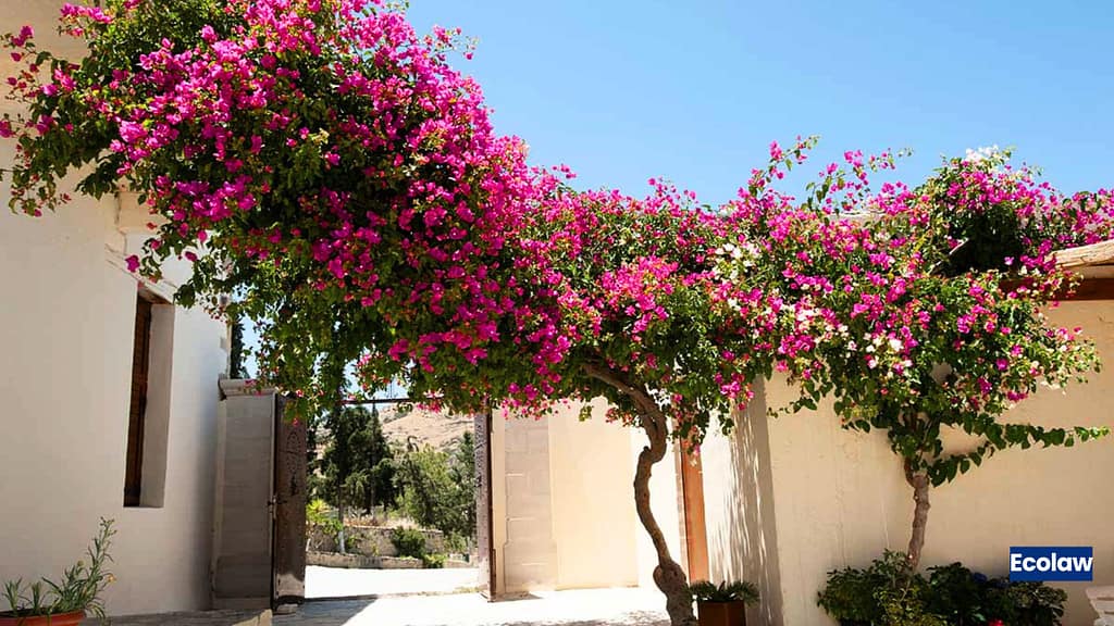 20 Best Balcony Plants to Grow in Pots 17 Bougainvillea