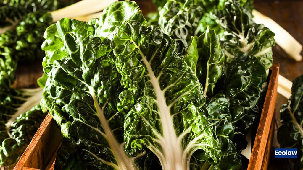 20 Best Balcony Plants to Grow in Pots 18 Spinach