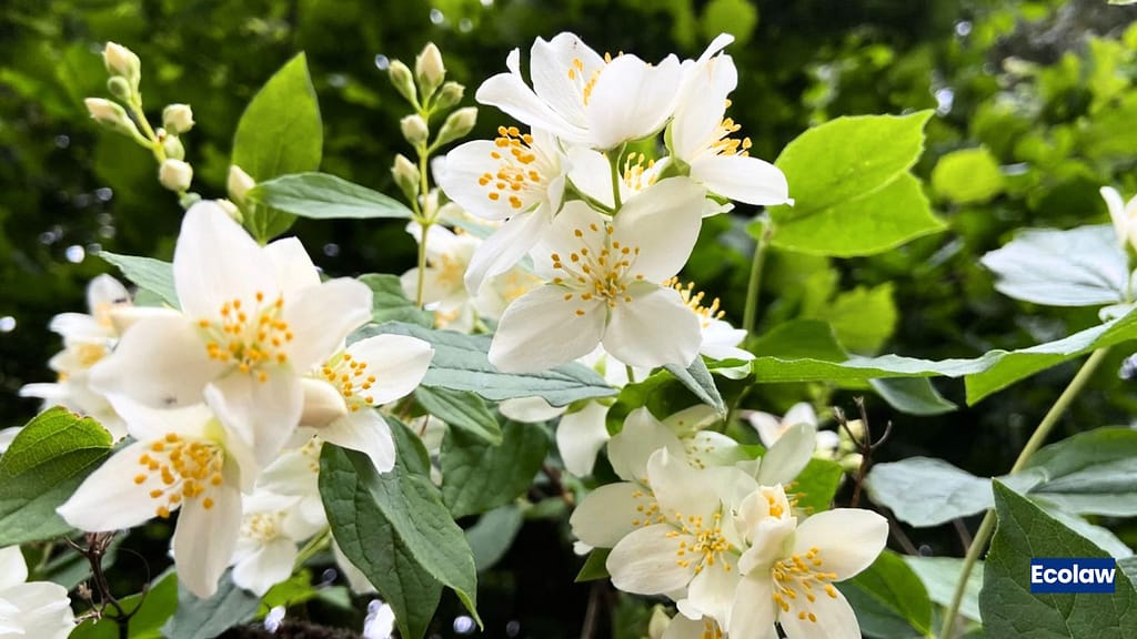 20 Best Balcony Plants to Grow in Pots 19 Jasmine