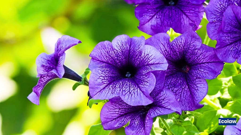 20 Best Balcony Plants to Grow in Pots 3 Petunia