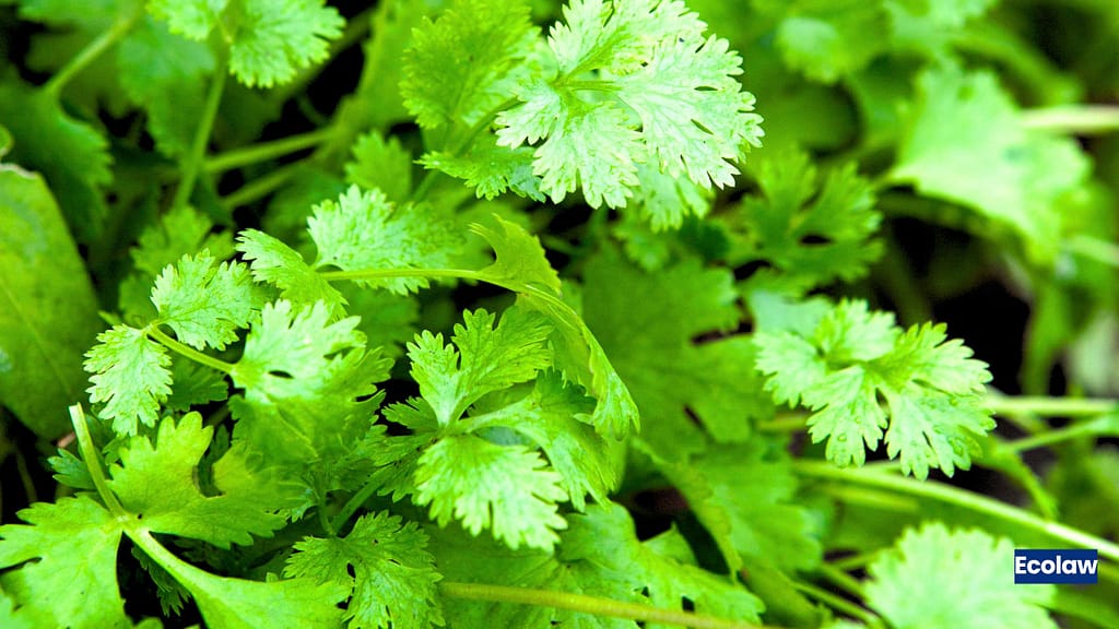 20 Best Balcony Plants to Grow in Pots 21 Coriander
