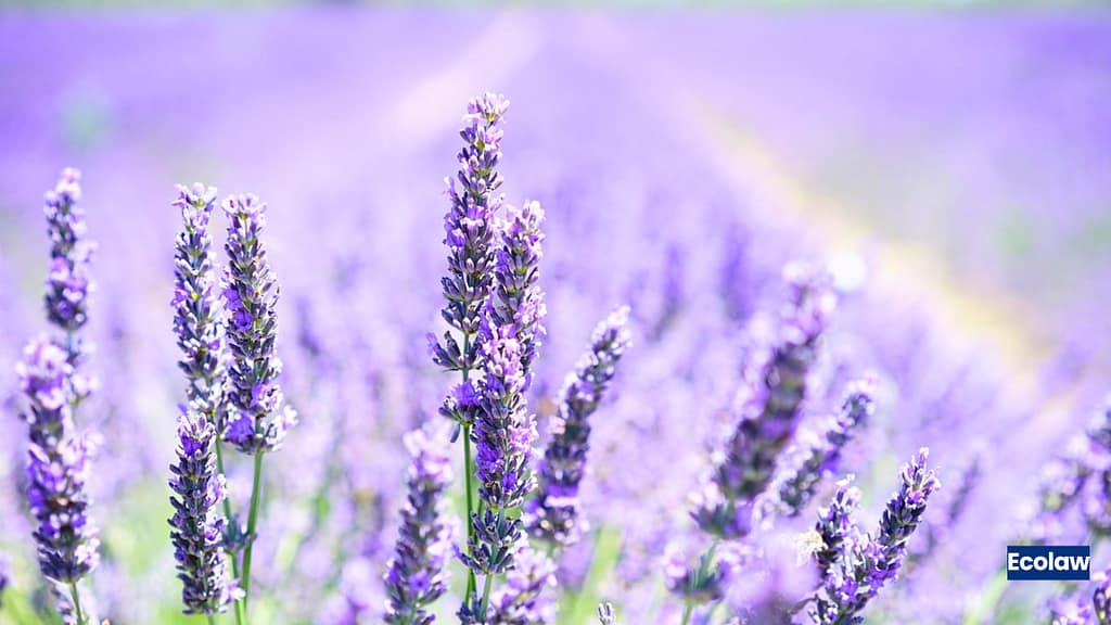 20 Best Balcony Plants to Grow in Pots 4 Lavender (Lavandula angustifolia)