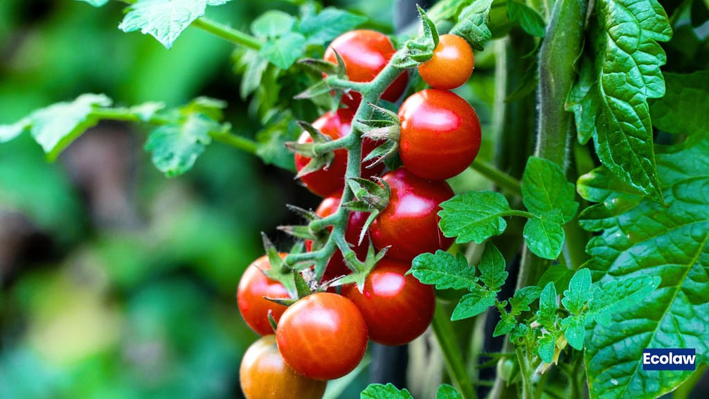 20 Best Balcony Plants to Grow in Pots 5 Tomato — Cherry Variety