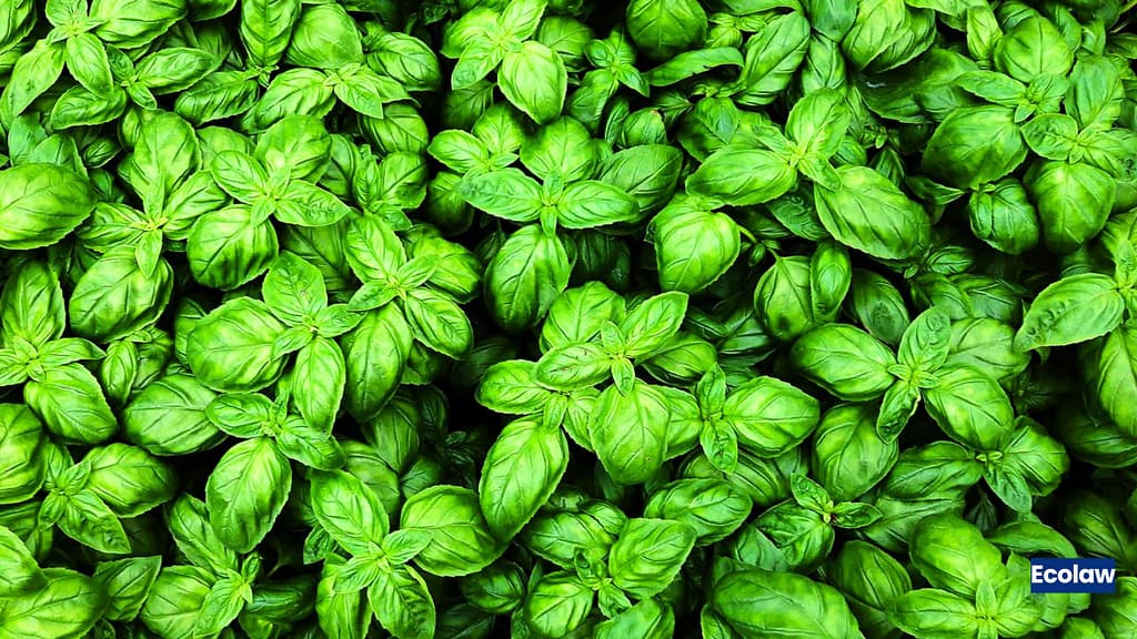 20 Best Balcony Plants to Grow in Pots 6 Basil