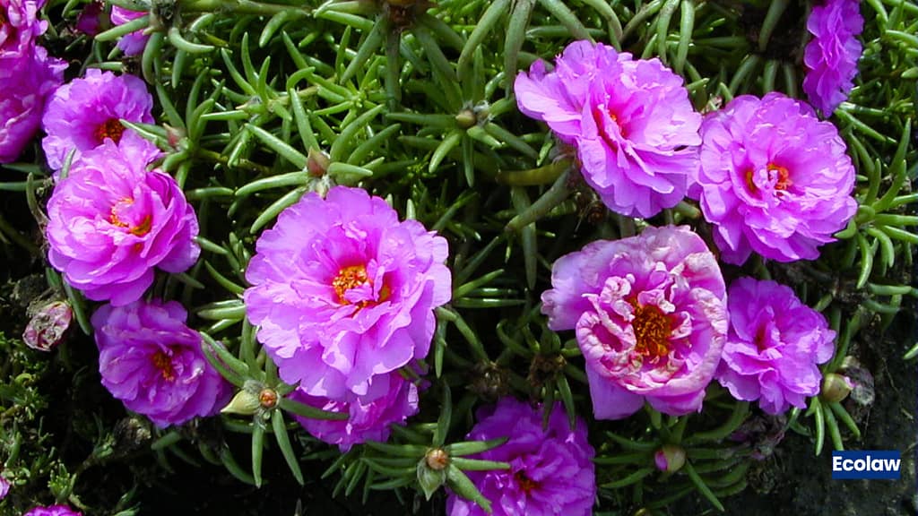 20 Best Balcony Plants to Grow in Pots 7 Portulaca