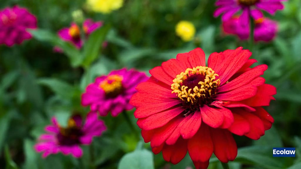 20 Best Balcony Plants to Grow in Pots 8 Zinnia