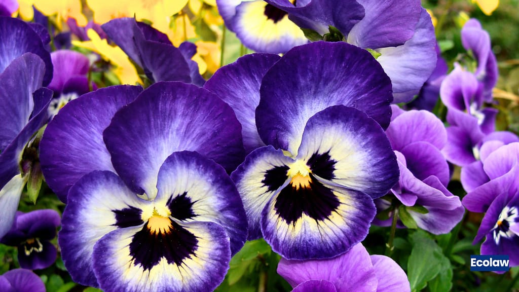 20 Best Balcony Plants to Grow in Pots 9 Pansy