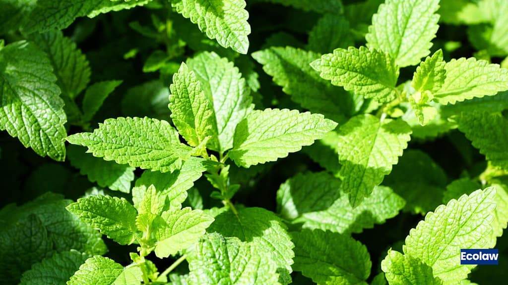 20 Best Balcony Plants to Grow in Pots 10 Mint