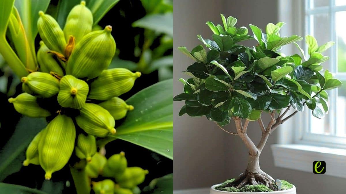 Get These 14 Indoor Plants Before the Monsoon Arrives