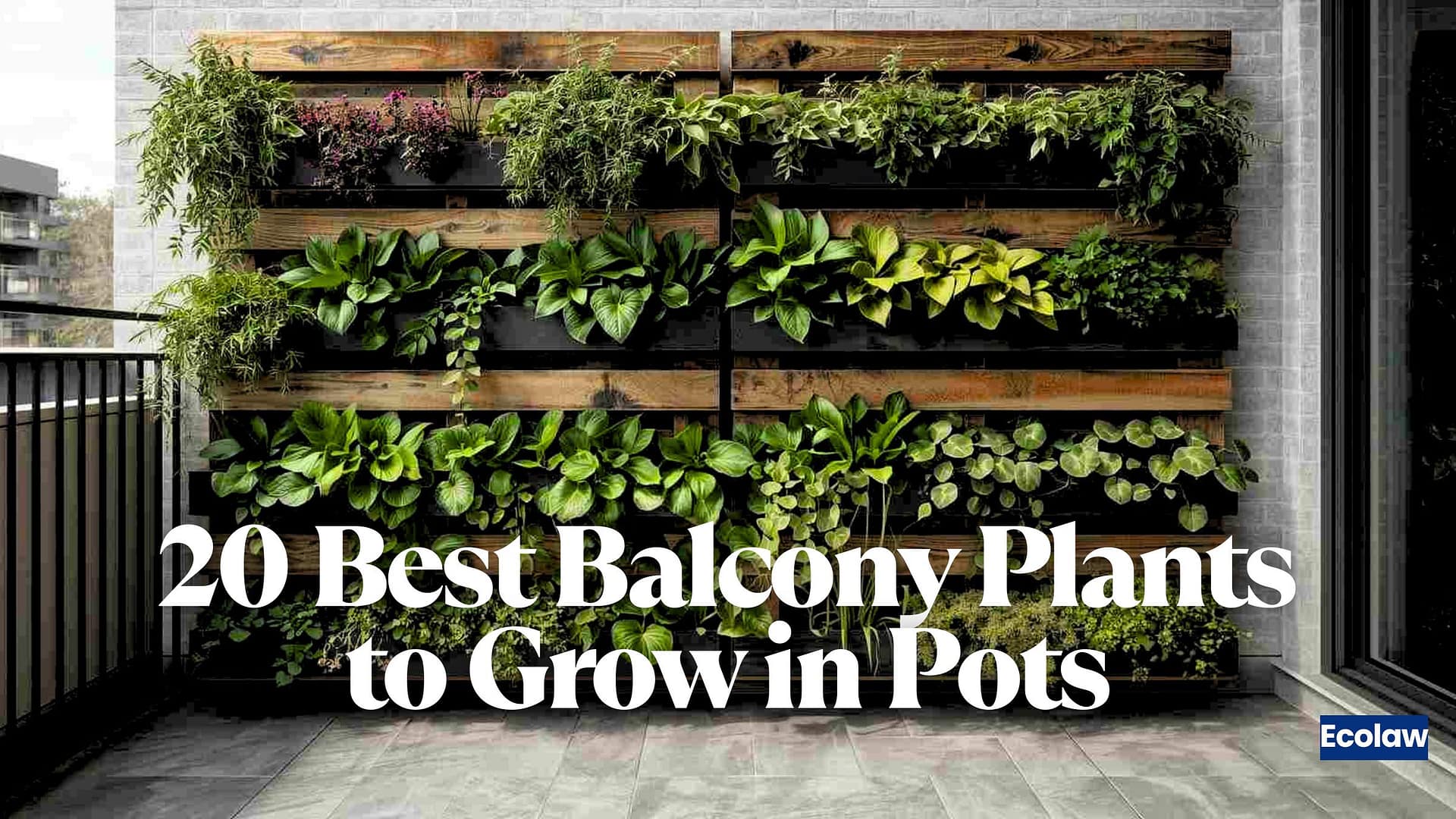 Ecolaw - Advocating For The Planet 30 20 Best Balcony Plants to Grow in Pots
