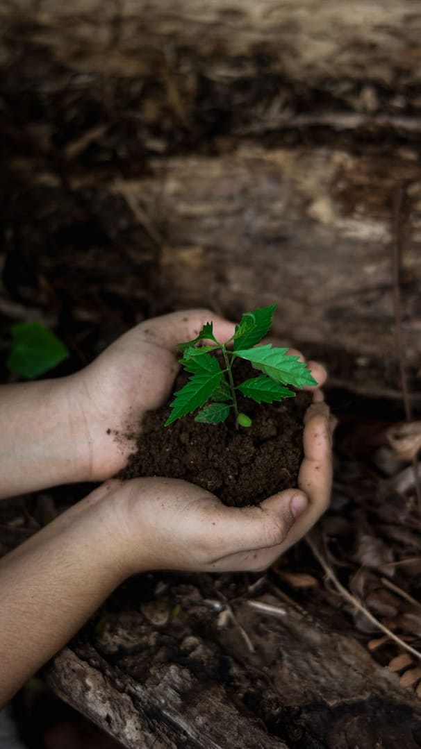 Ecolaw - Advocating For The Planet 32 hands holding a plant