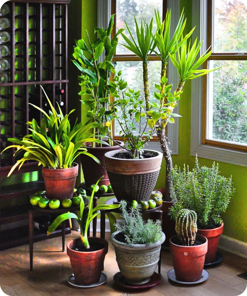 Get These 14 Indoor Plants Before the Monsoon Arrives for a Fresh & Healthy Home 1 How Do Plants Actually Reduce Humidity?