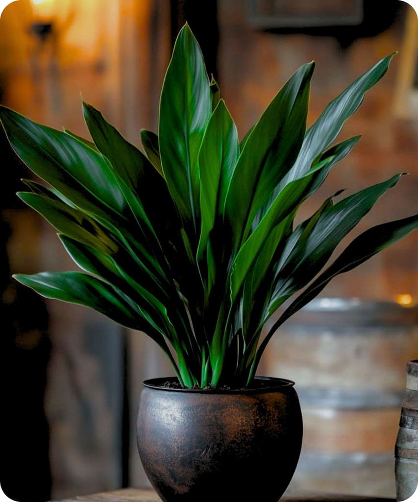 Get These 14 Indoor Plants Before the Monsoon Arrives for a Fresh & Healthy Home 26 Cast Iron Plant