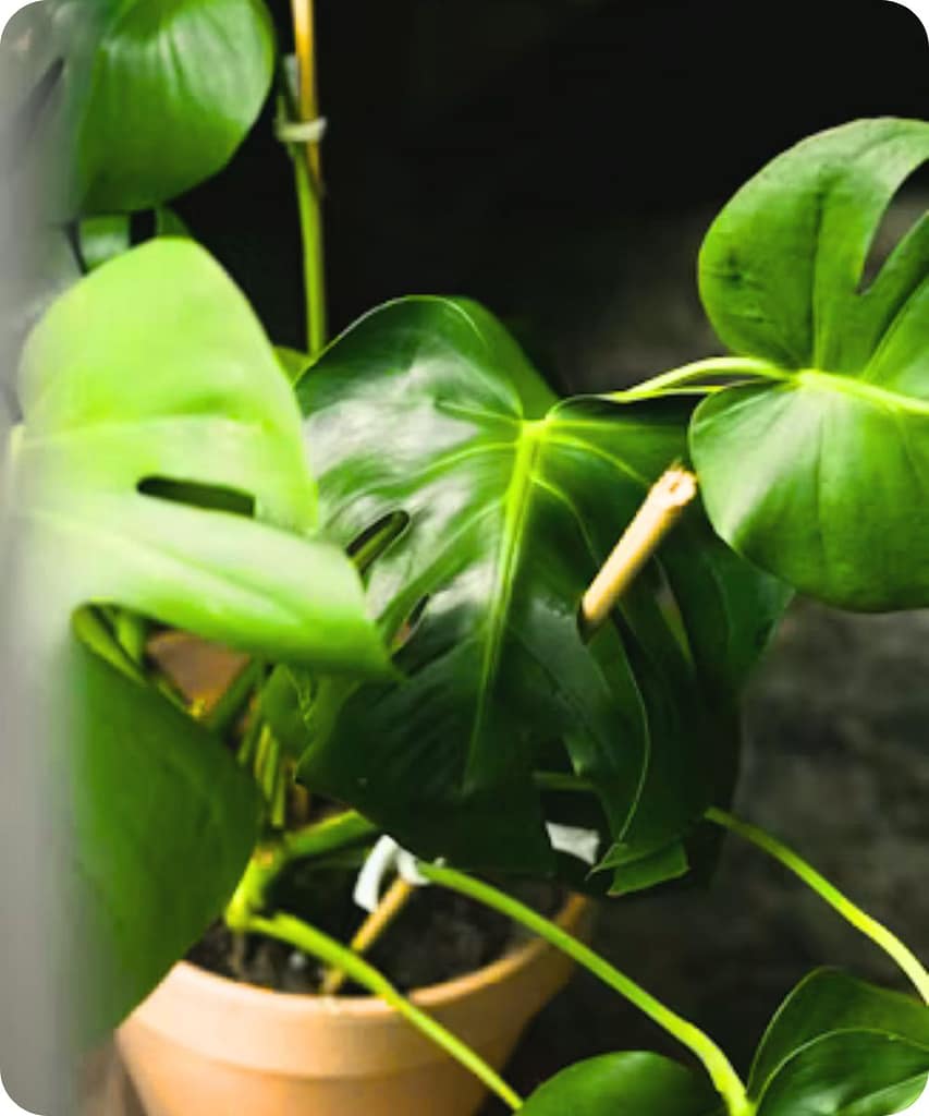 Get These 14 Indoor Plants Before the Monsoon Arrives for a Fresh & Healthy Home 4 Spider Plant
