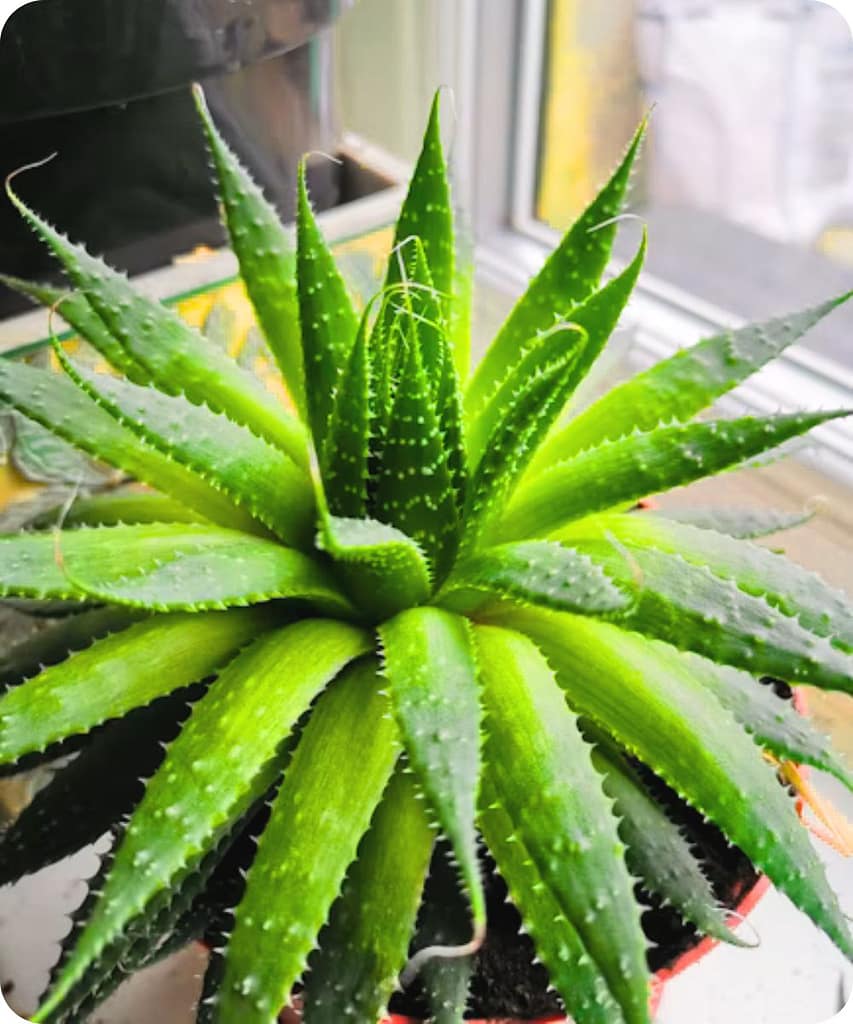 Get These 14 Indoor Plants Before the Monsoon Arrives for a Fresh & Healthy Home 6 Aloe Vera