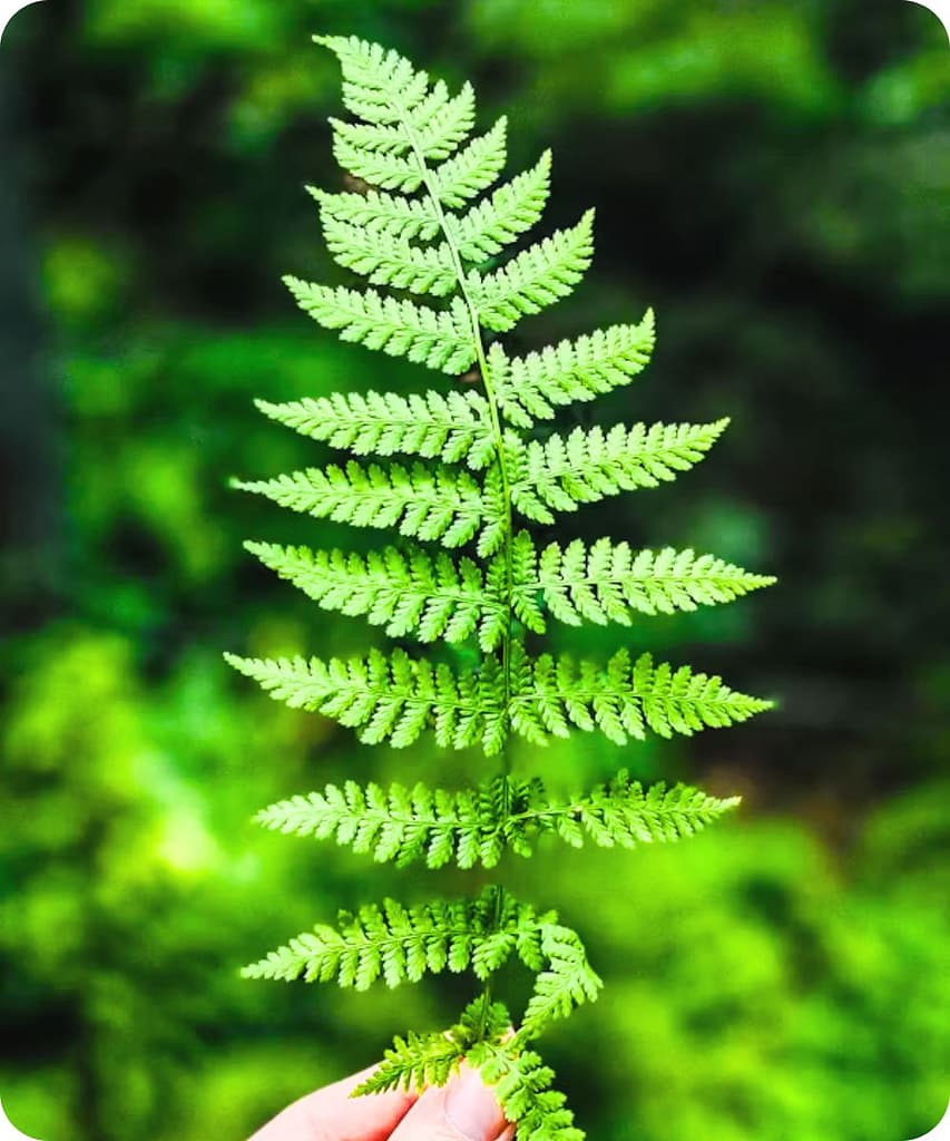 Get These 14 Indoor Plants Before the Monsoon Arrives for a Fresh & Healthy Home 8 Boston Fern