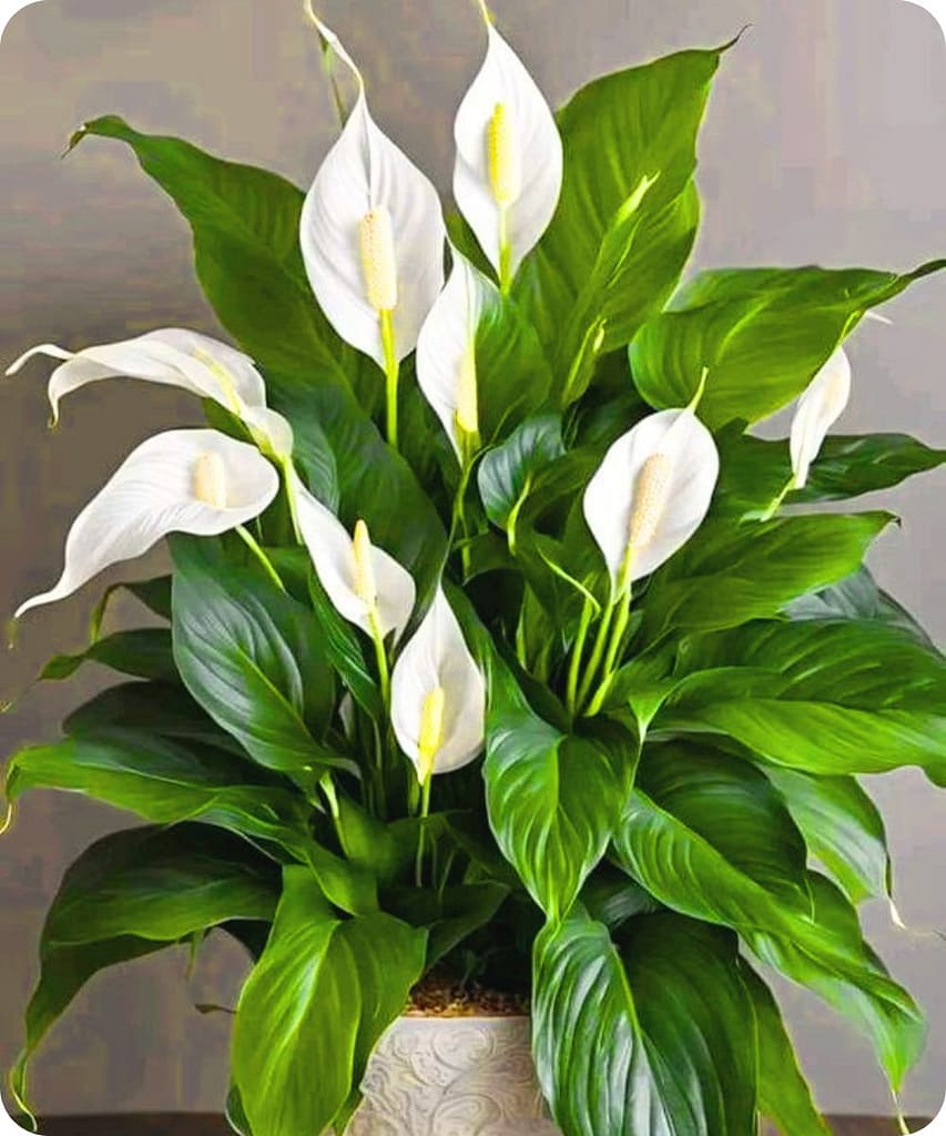 Get These 14 Indoor Plants Before the Monsoon Arrives for a Fresh & Healthy Home 12 Peace Lily — Spathiphyllum wallisii
