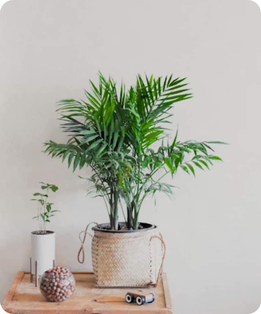 Get These 14 Indoor Plants Before the Monsoon Arrives for a Fresh & Healthy Home 14 Areca Palm