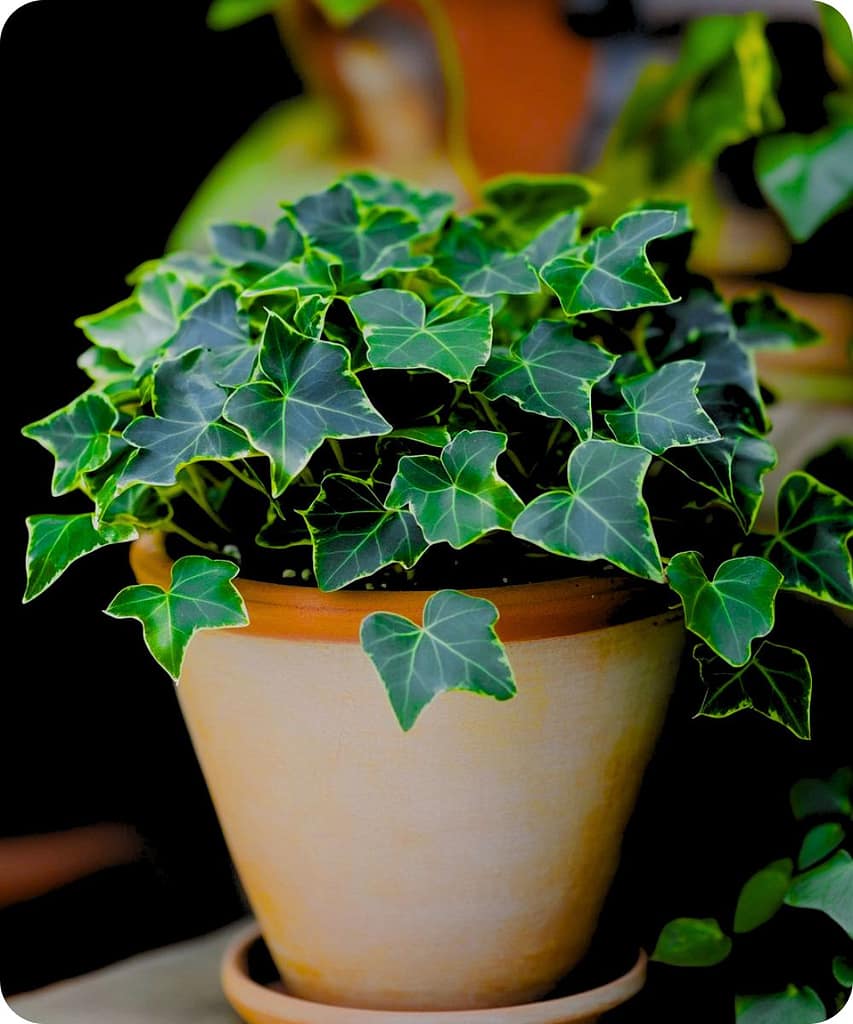 Get These 14 Indoor Plants Before the Monsoon Arrives for a Fresh & Healthy Home 16 English Ivy