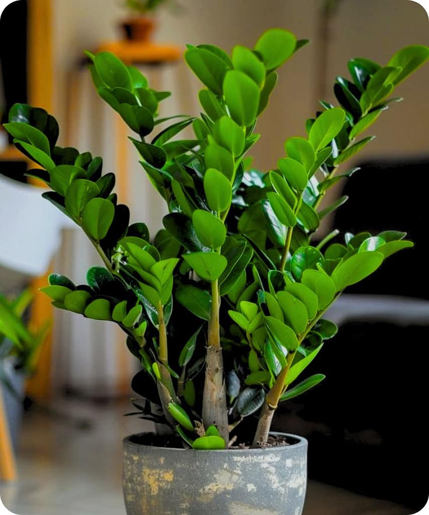 Get These 14 Indoor Plants Before the Monsoon Arrives for a Fresh & Healthy Home 18 ZZ Plant