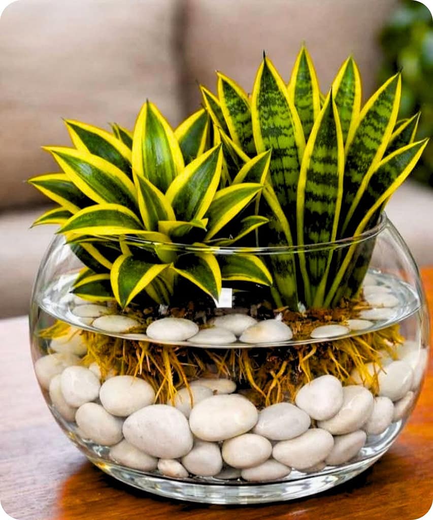 Get These 14 Indoor Plants Before the Monsoon Arrives for a Fresh & Healthy Home 2 Snake Plant — Sansevieria trifasciata