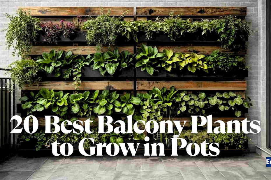 20 Best Balcony Plants to Grow in Pots 78 20 Best Balcony Plants to Grow in Pots
