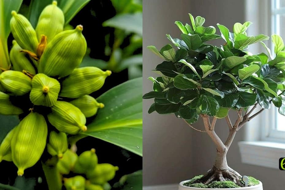 Get These 14 Indoor Plants Before the Monsoon Arrives